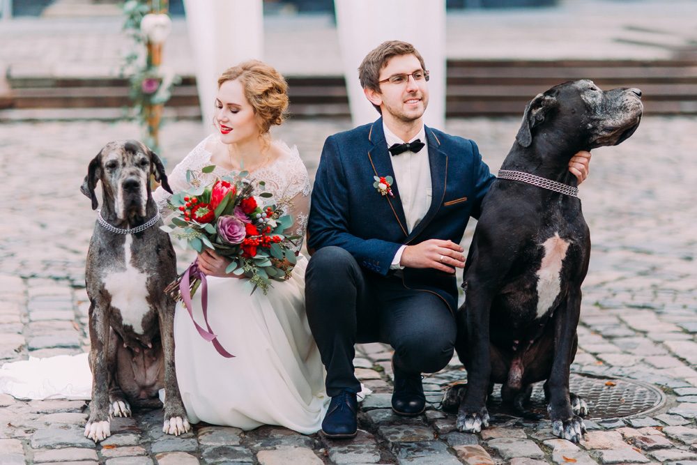 Animals At Your Wedding